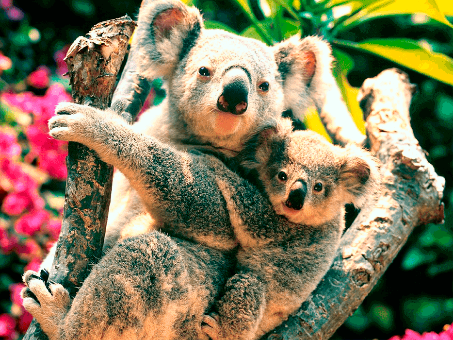 Estudiar ingles en Australia